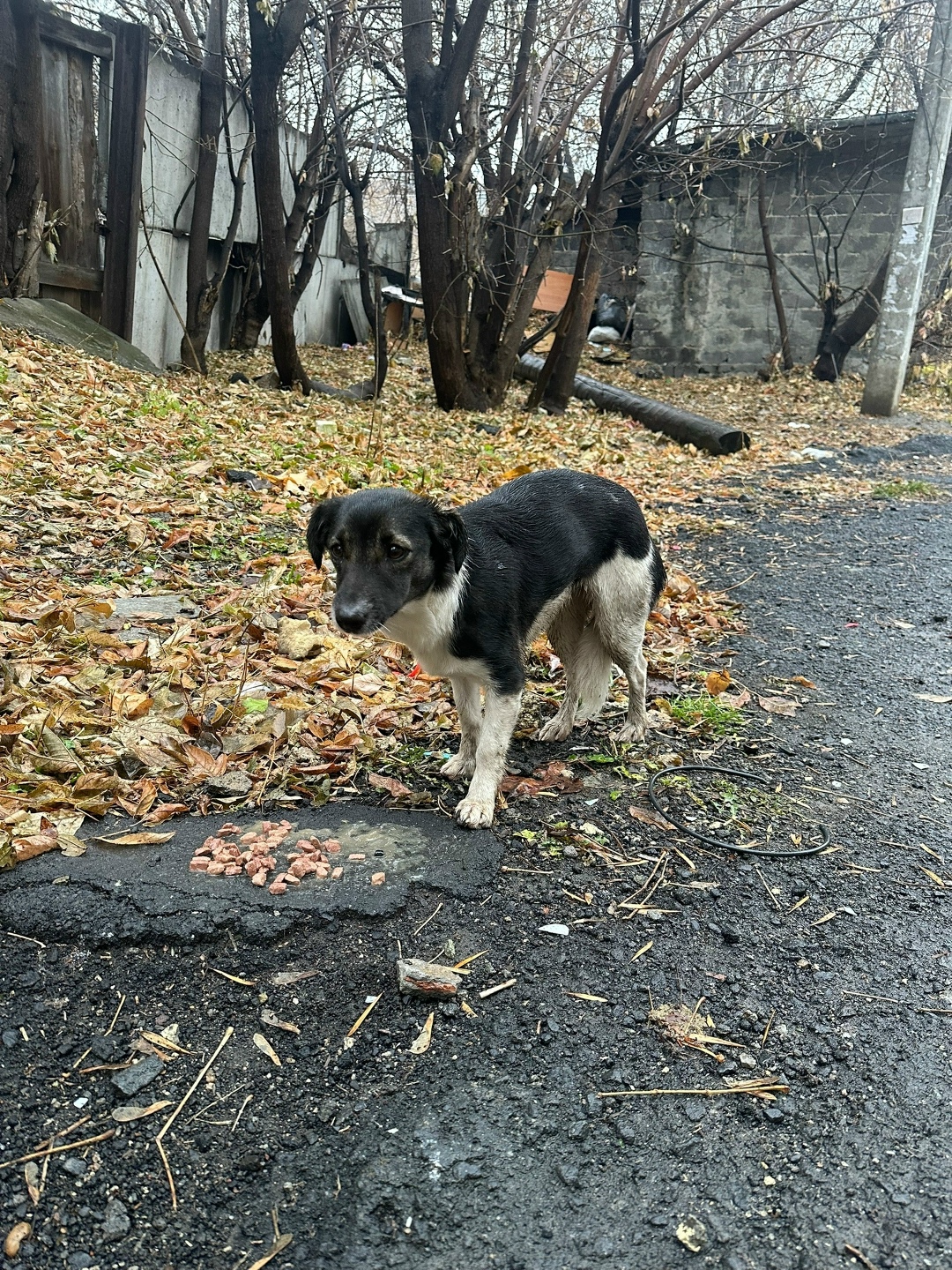 Пропала собака в Екатеринбурге — фото объявления