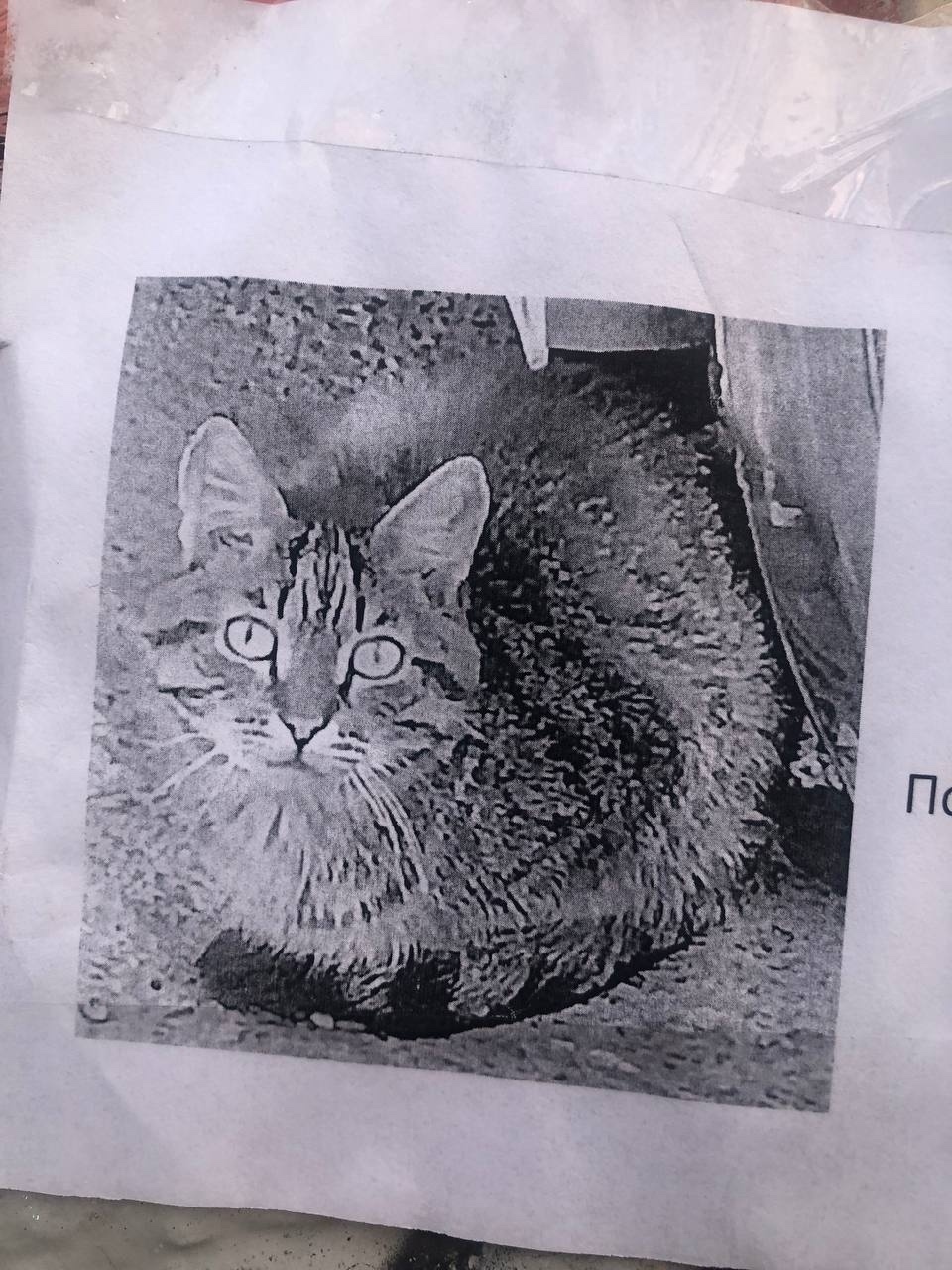 Найдена кошка в Екатеринбурге — фото объявления