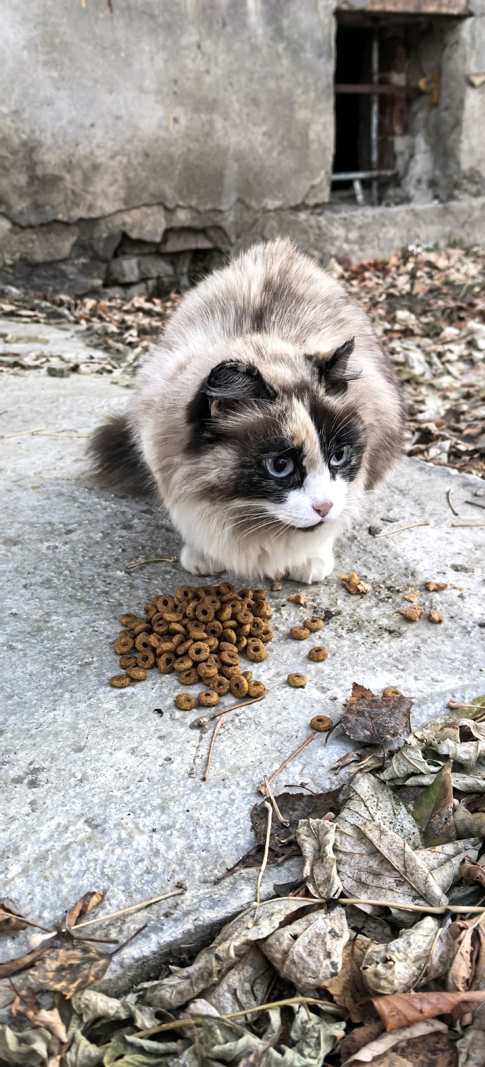 Пропала кошка в Екатеринбурге — фото объявления