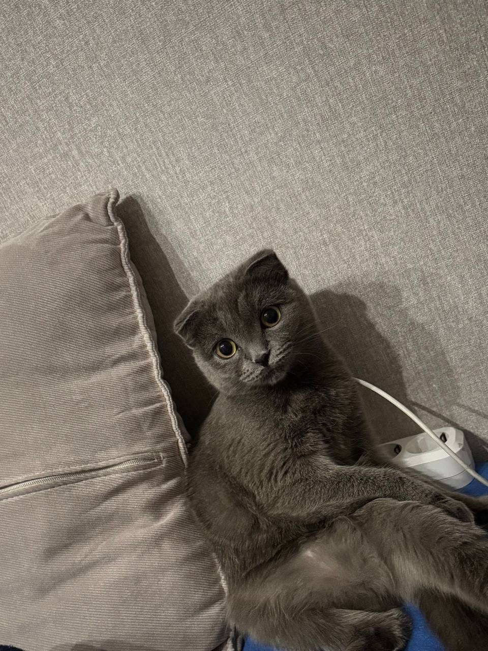 Пропала кошка в Екатеринбурге — фото объявления