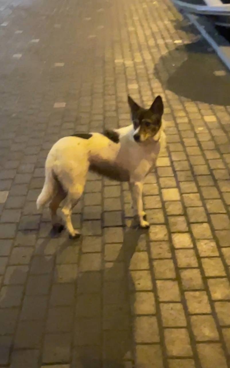 Пропала собака в Екатеринбурге — фото объявления