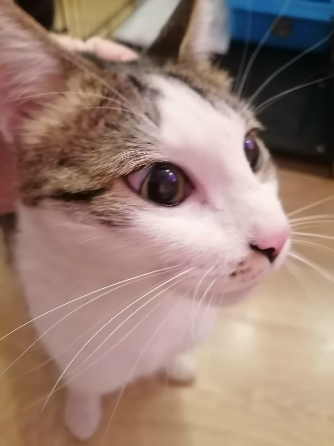 Найдена кошка в Екатеринбурге — фото объявления