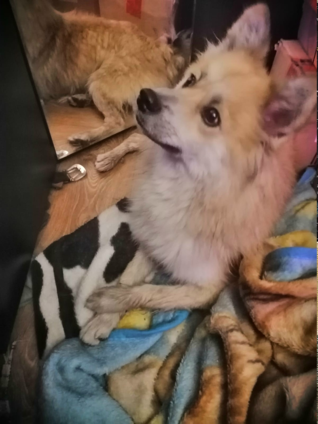 Найдена собака в Екатеринбурге — фото объявления