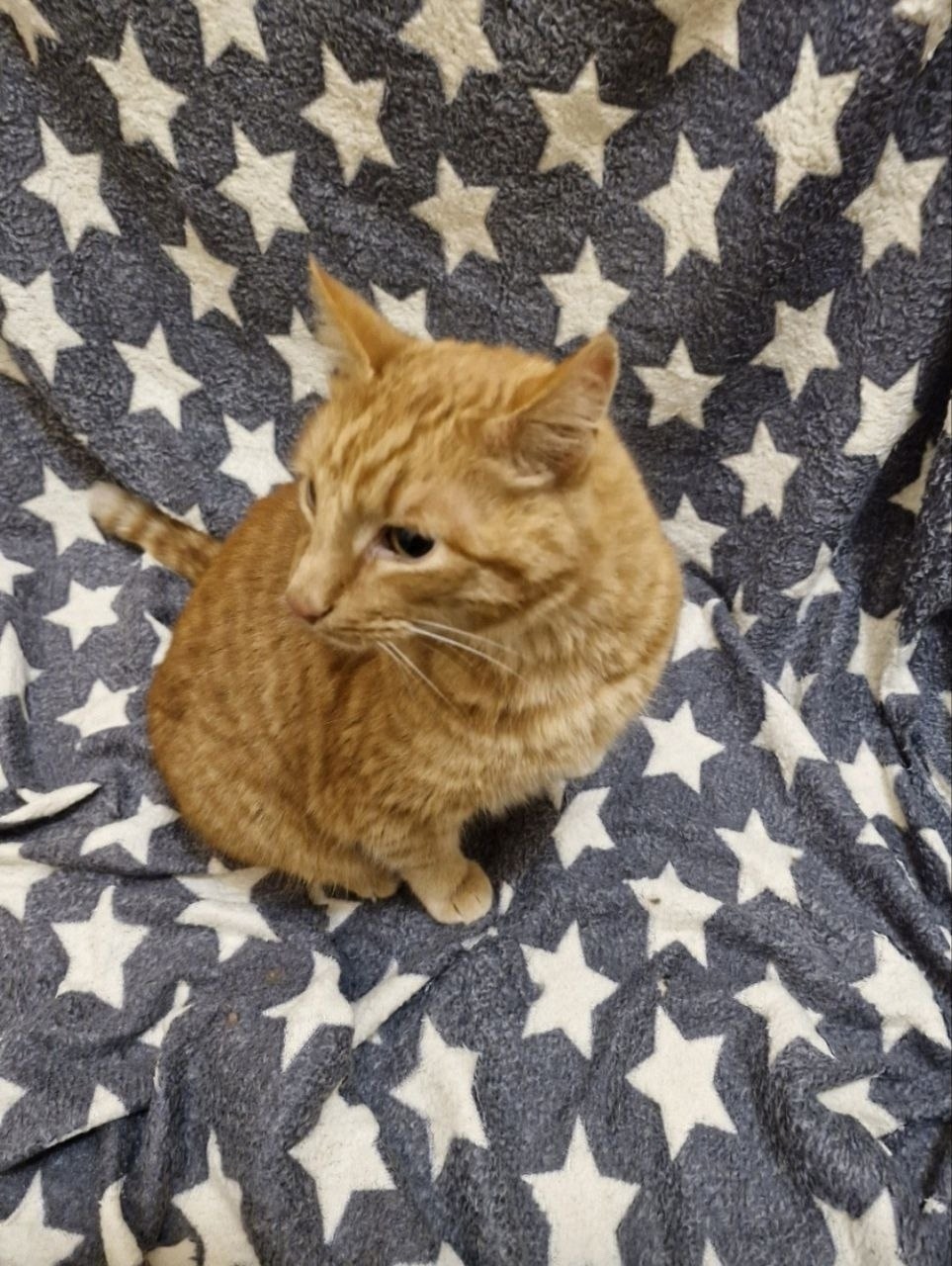 Найдена кошка в Екатеринбурге — фото объявления