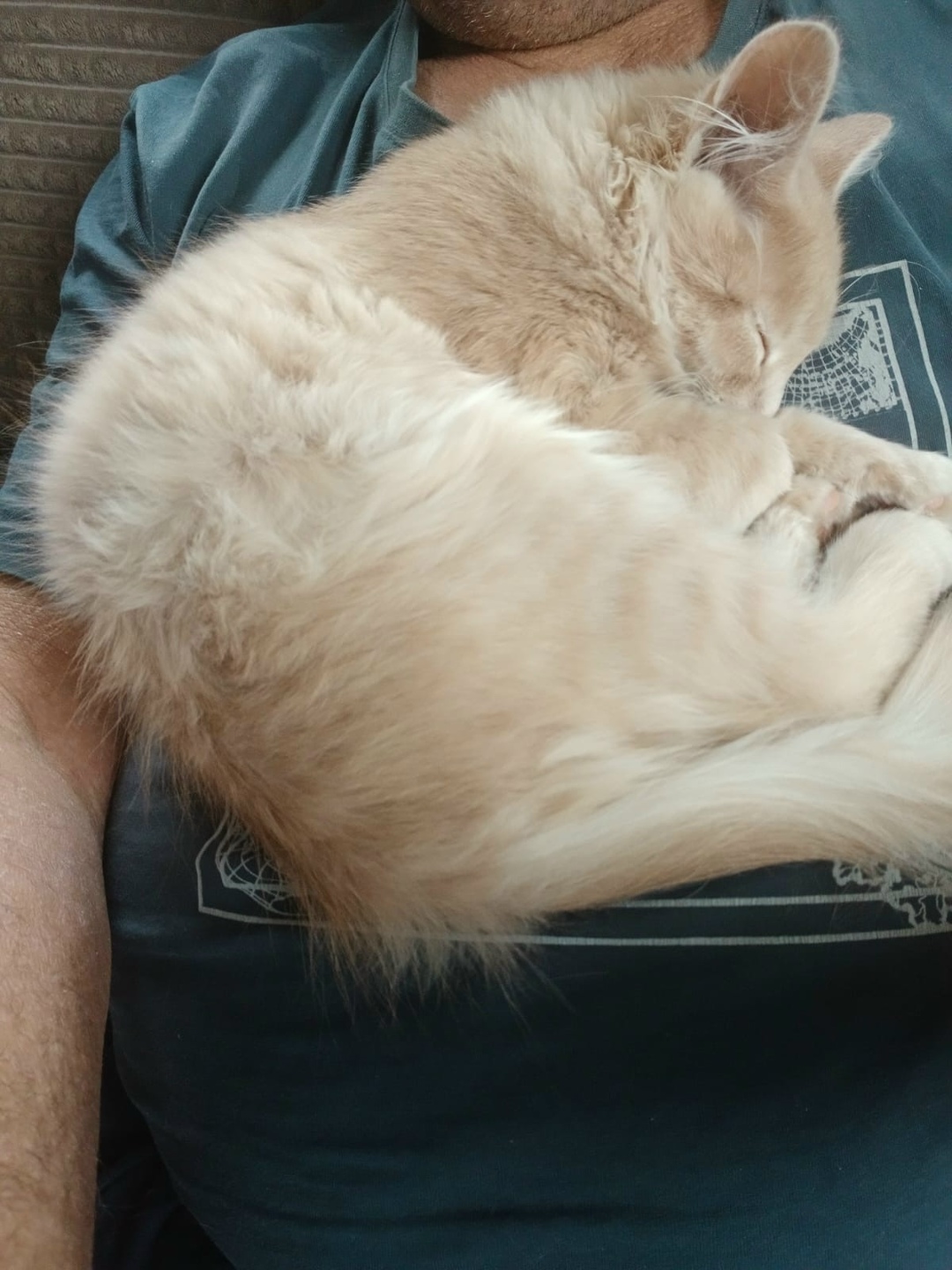 Пропала собака в Екатеринбурге — фото объявления