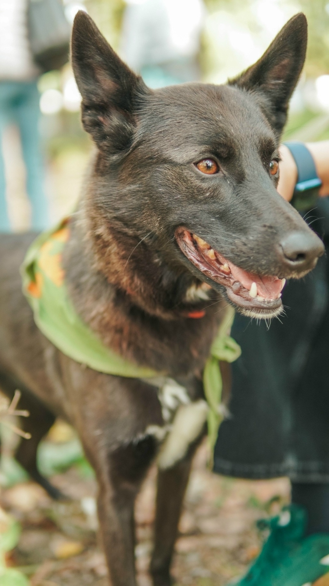 Пропала собака в Екатеринбурге — фото объявления