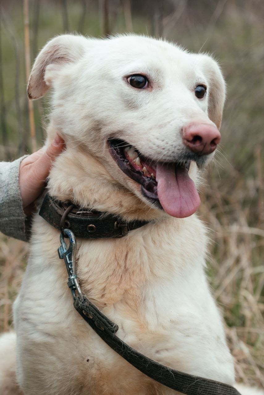 Пропала собака в Екатеринбурге — фото объявления
