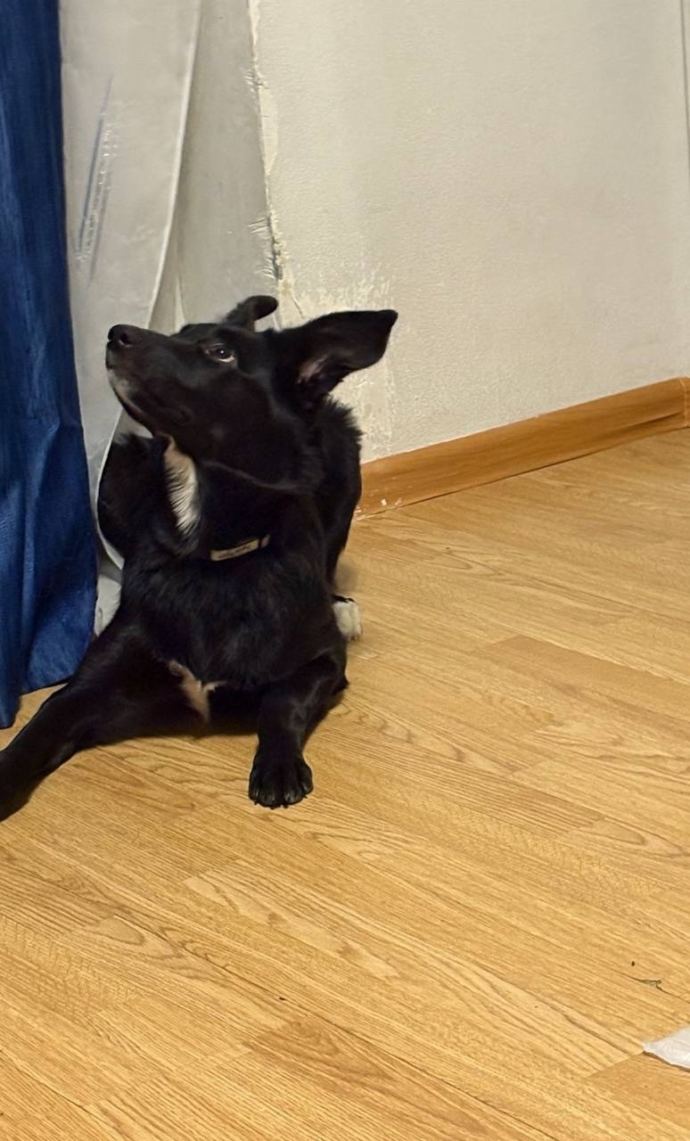 Найдена собака в Екатеринбурге — фото объявления