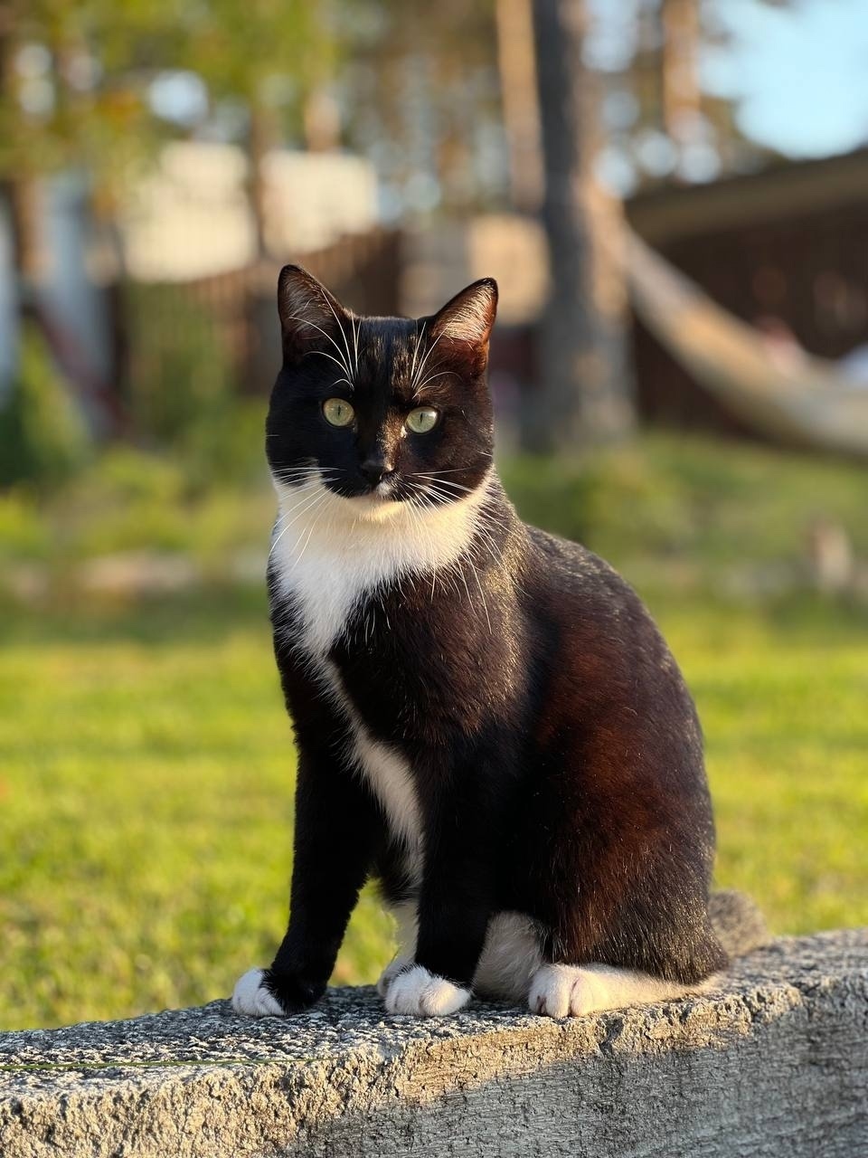Пропала кошка в Екатеринбурге — фото объявления