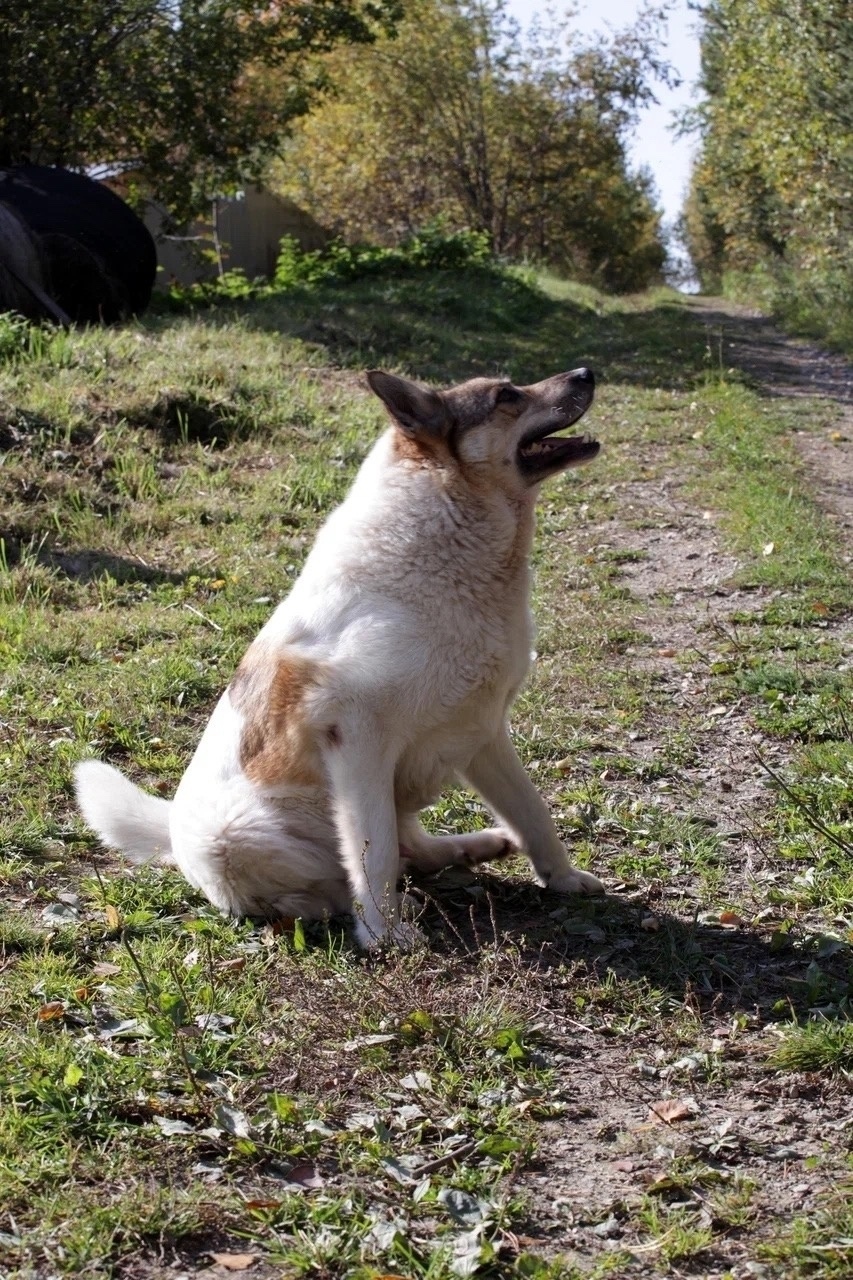 Найдена собака в Екатеринбурге — фото объявления
