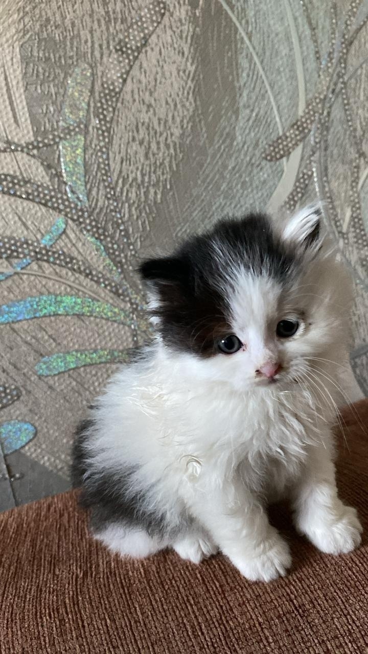 Найдена кошка в Екатеринбурге — фото объявления