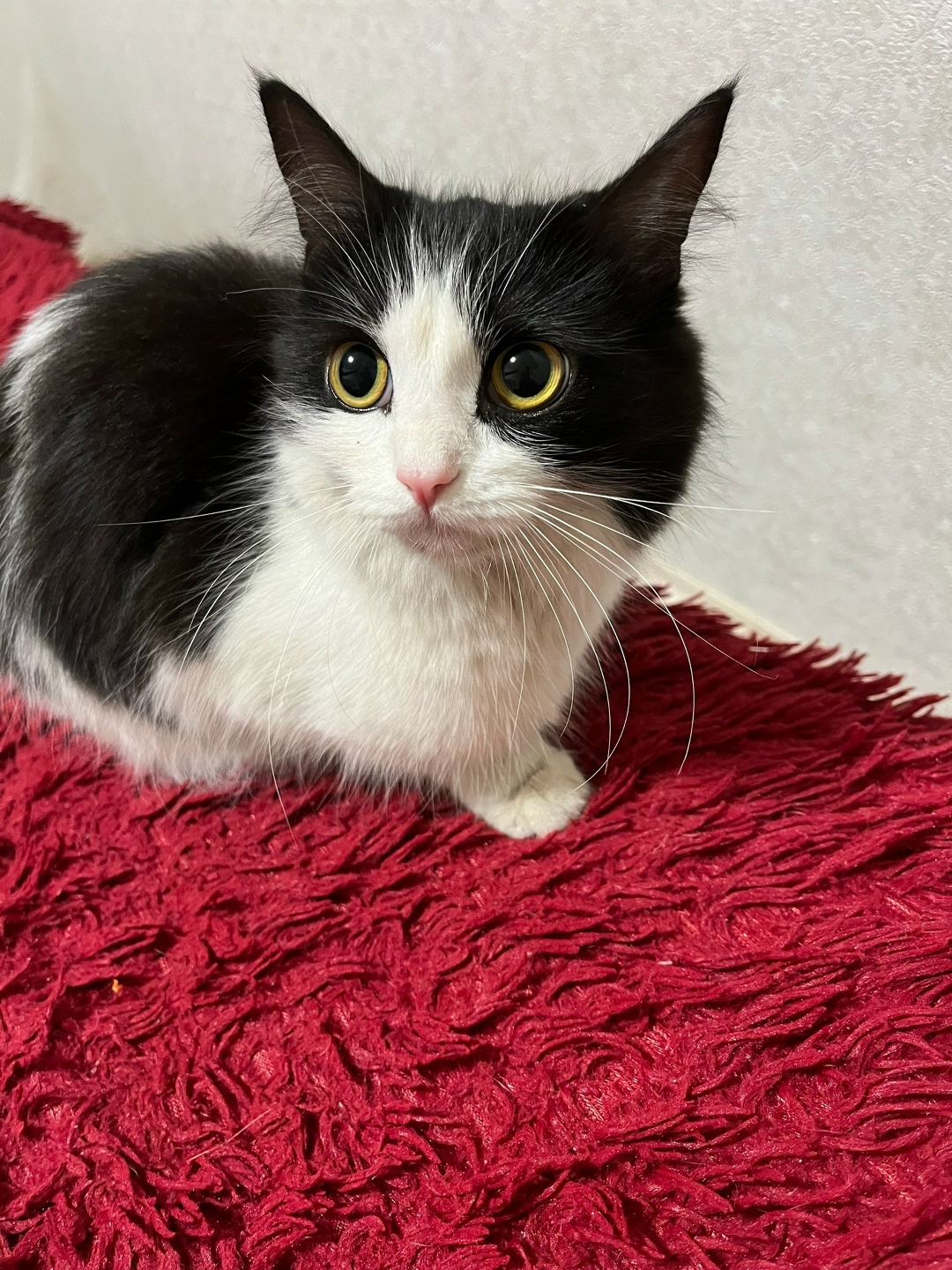 Найдена кошка в Екатеринбурге — фото объявления