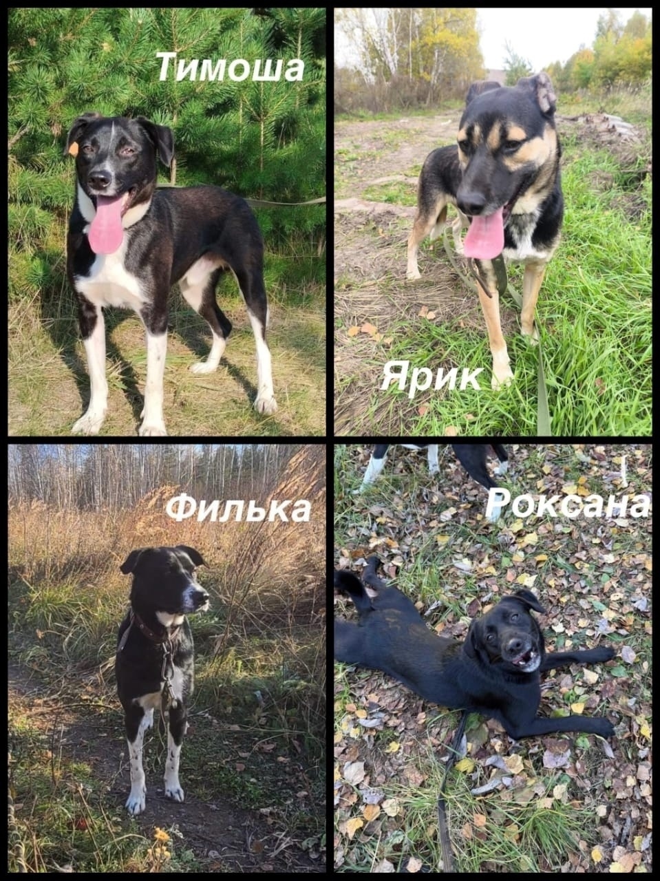 Найдена собака в Екатеринбурге — фото объявления