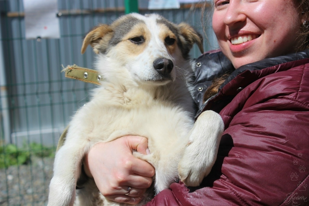 Найдена собака в Екатеринбурге — фото объявления