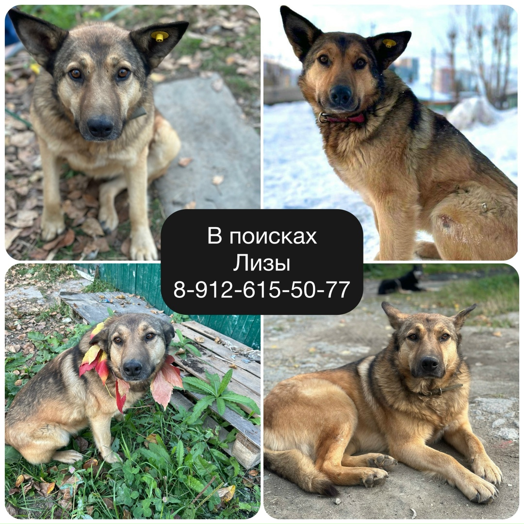 Пропала собака в Екатеринбурге — фото объявления