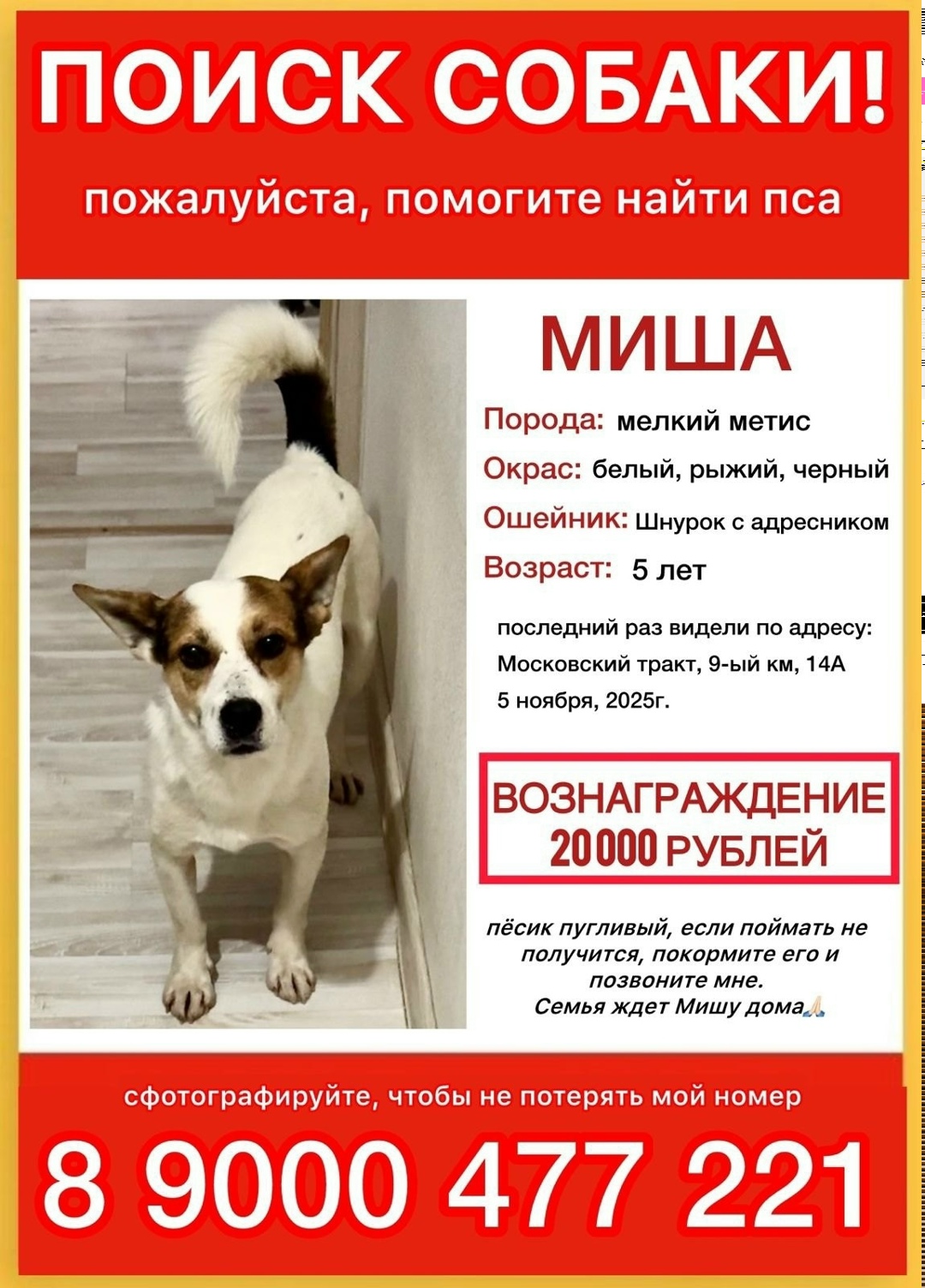 Пропала собака в Екатеринбурге — фото объявления