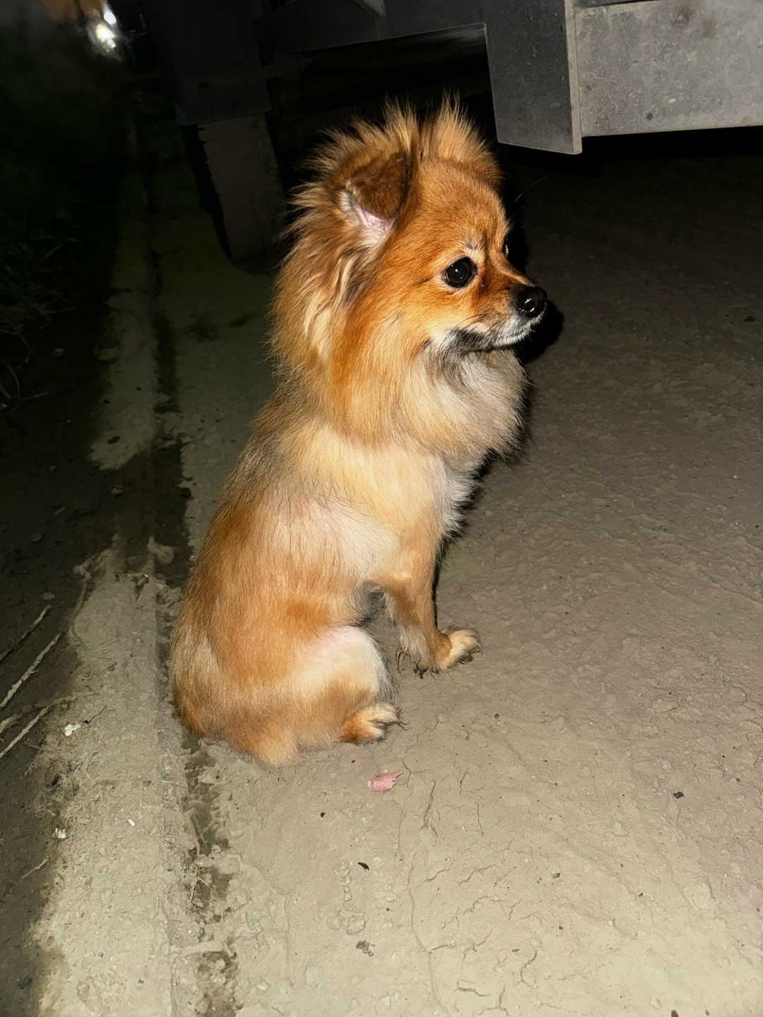 Найдена собака в Екатеринбурге — фото объявления