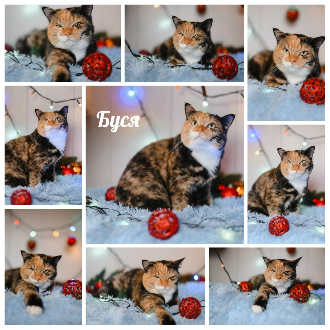 Найдена кошка в Екатеринбурге — фото объявления