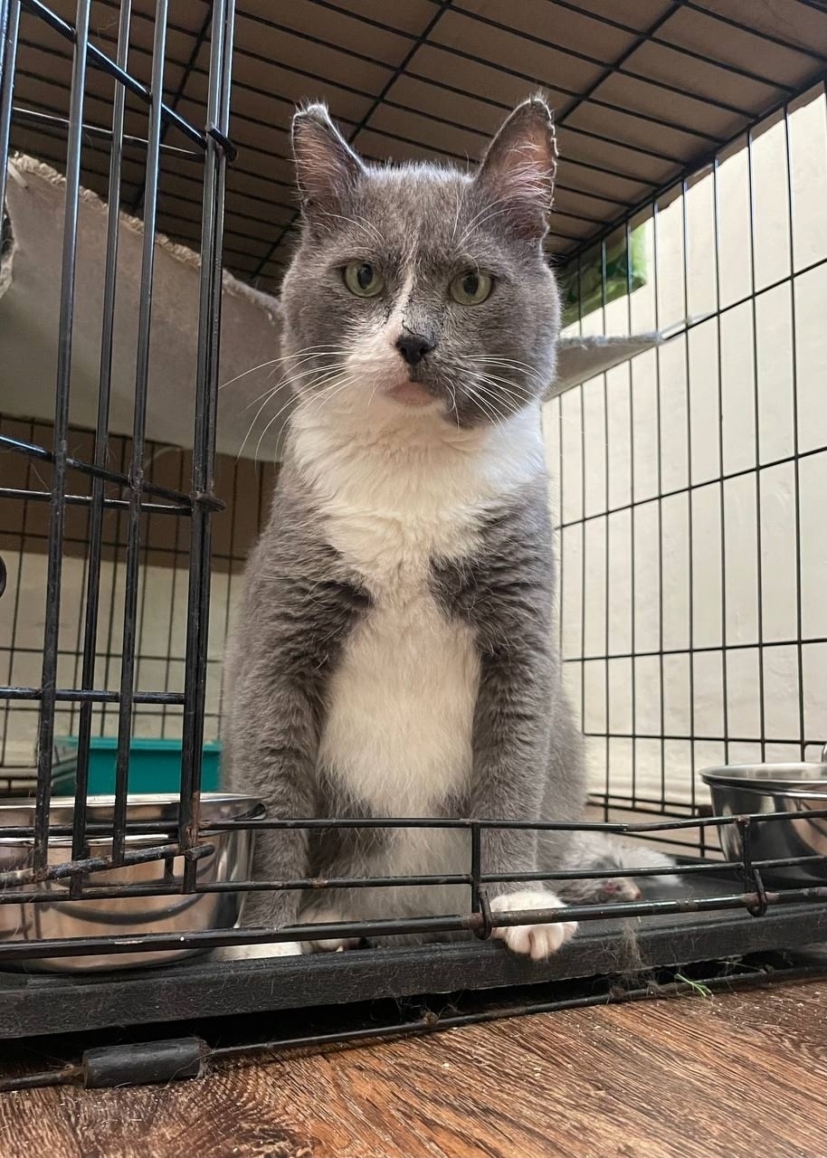 Найдена собака в Екатеринбурге — фото объявления