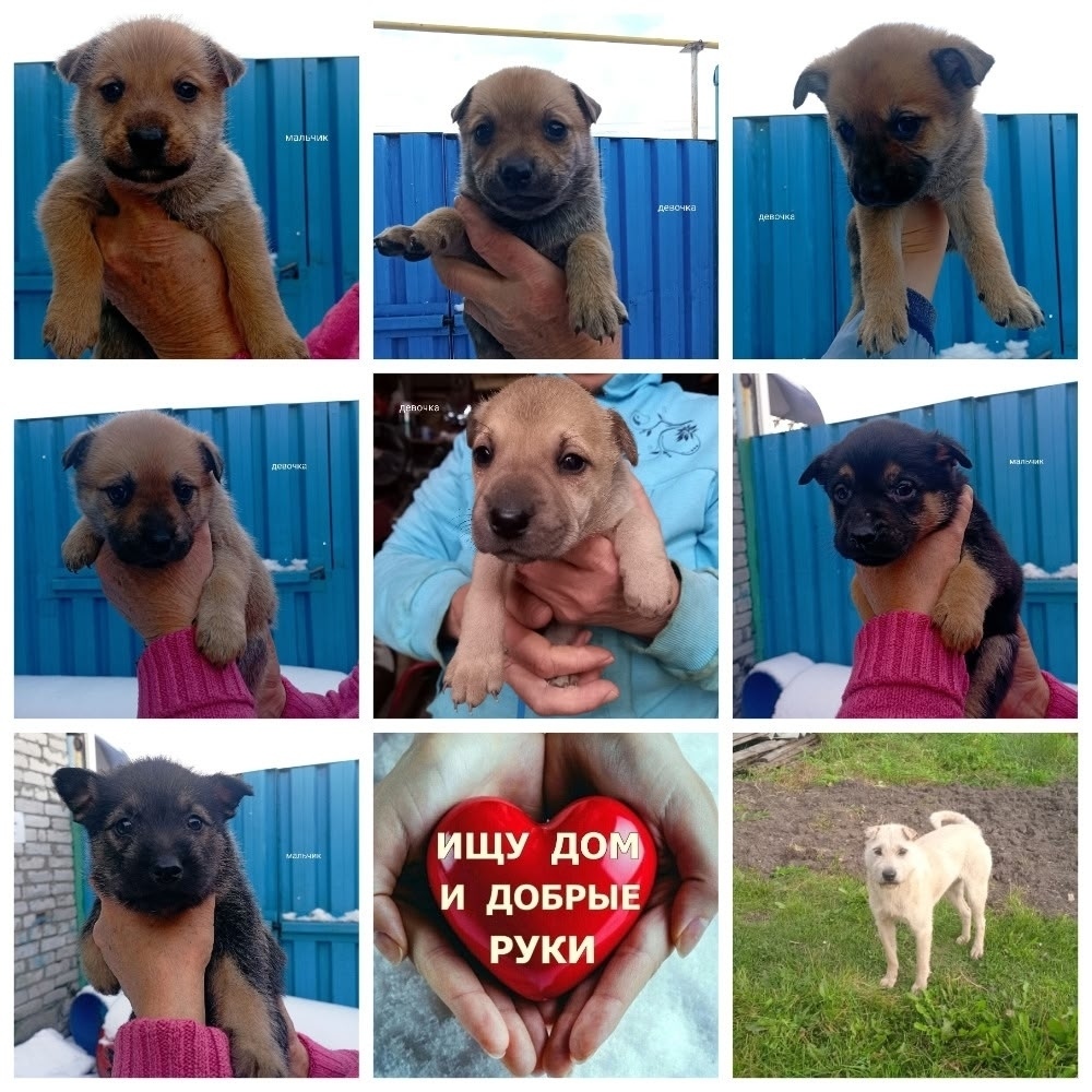 Найдена собака в Екатеринбурге — фото объявления