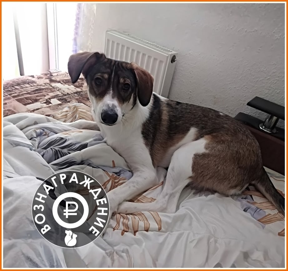 Пропала собака в Екатеринбурге — фото объявления