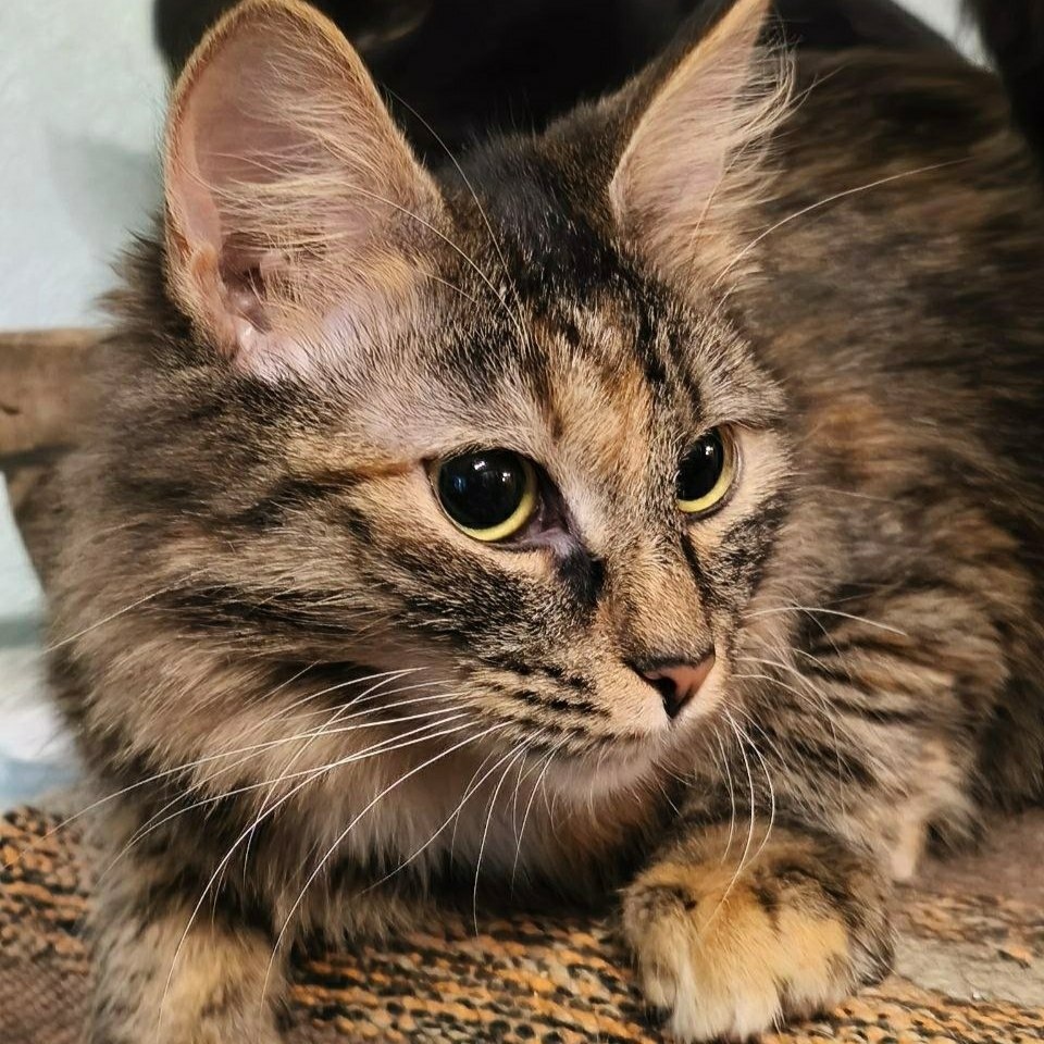 Найдена кошка в Екатеринбурге — фото объявления