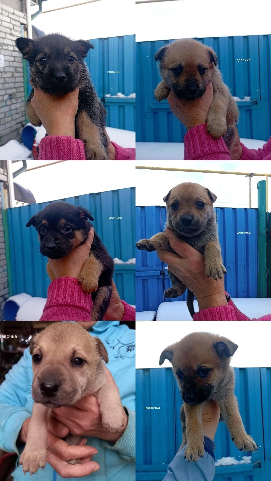 Найдена собака в Екатеринбурге — фото объявления