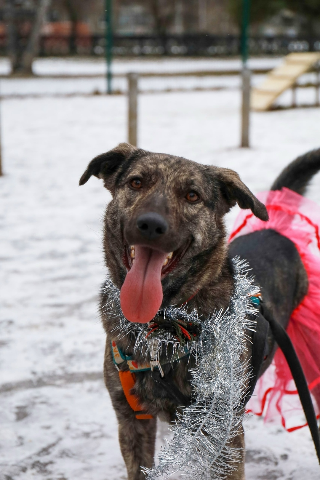 Найдена собака в Екатеринбурге — фото объявления