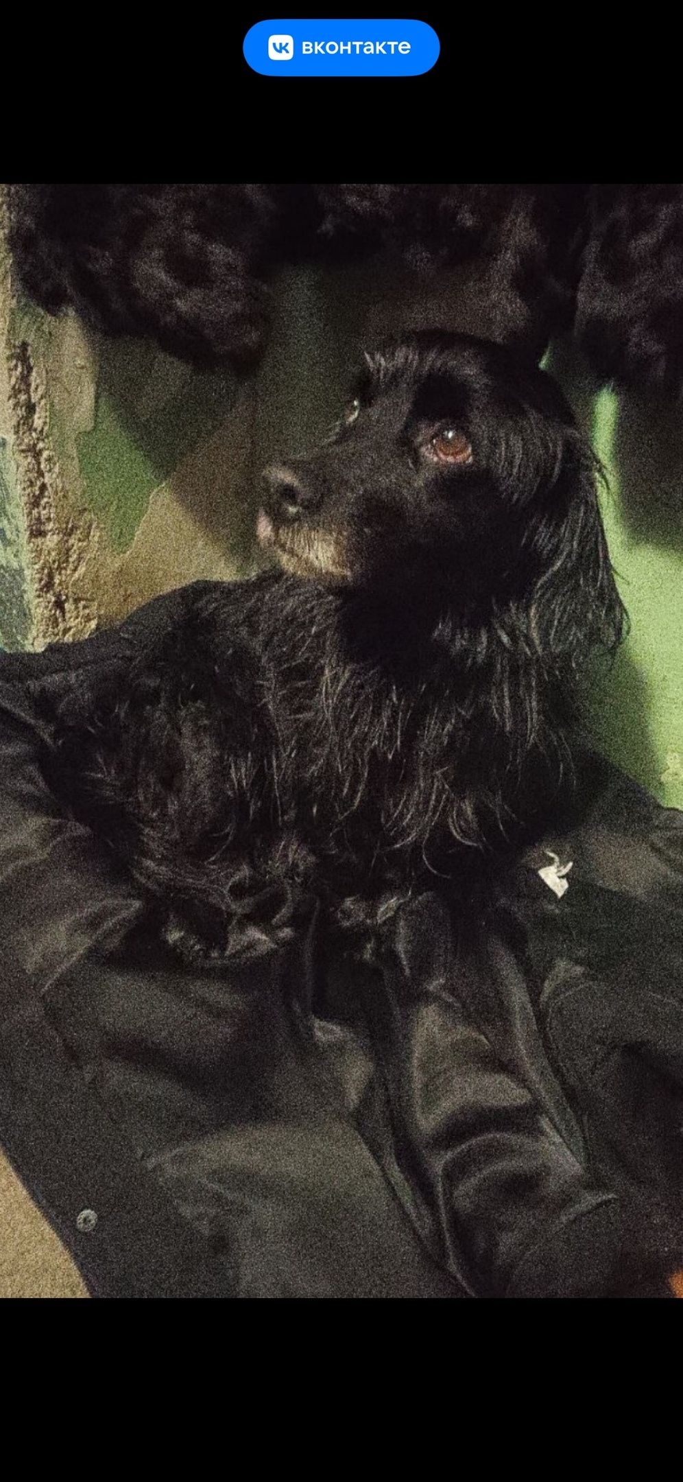 Найдена собака в Екатеринбурге — фото объявления
