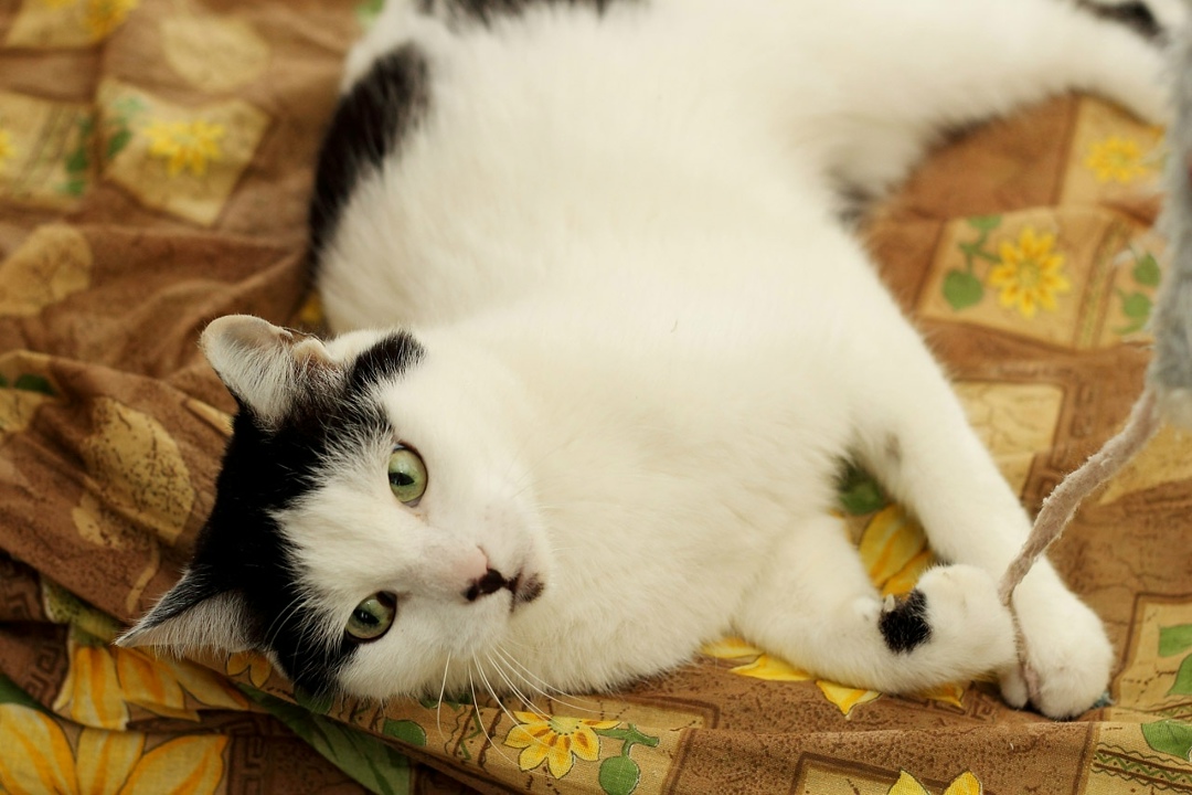 Найдена кошка в Екатеринбурге — фото объявления