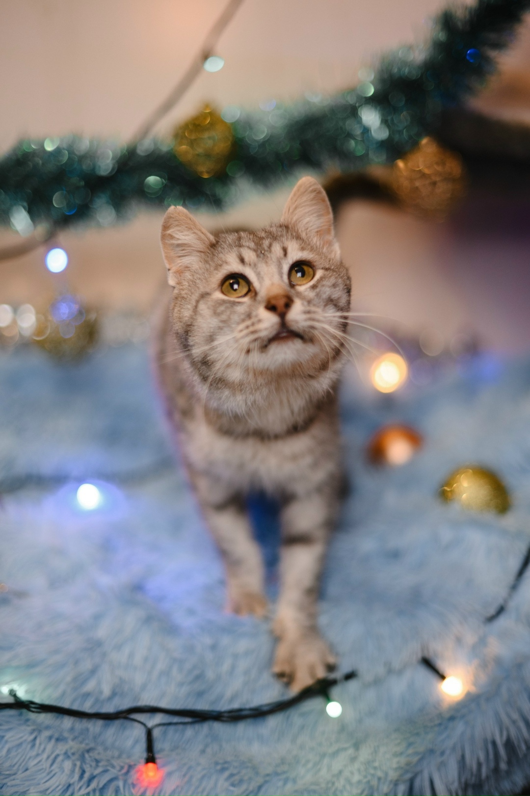 Найдена кошка в Екатеринбурге — фото объявления