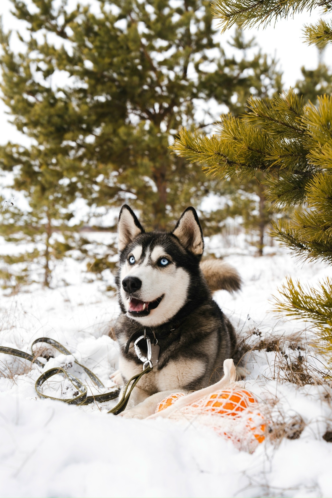 Пропала собака в Екатеринбурге — фото объявления