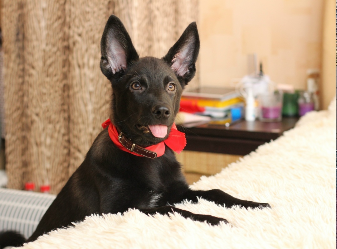 Найдена собака в Екатеринбурге — фото объявления