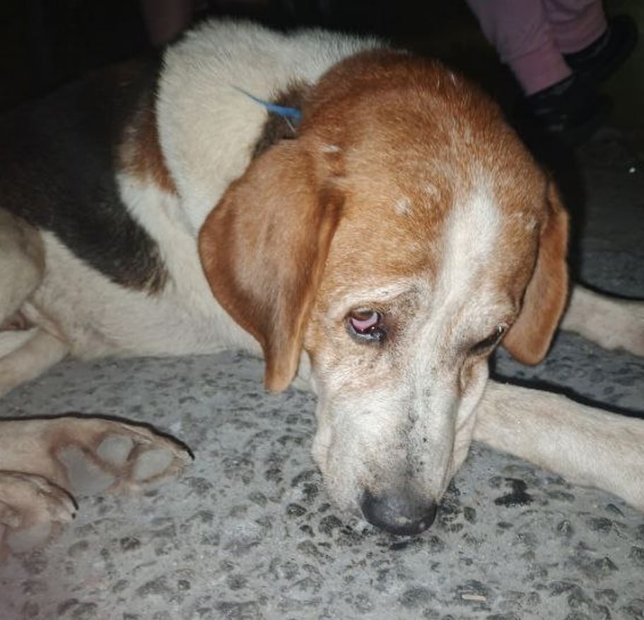 Найдена собака в Екатеринбурге — фото объявления