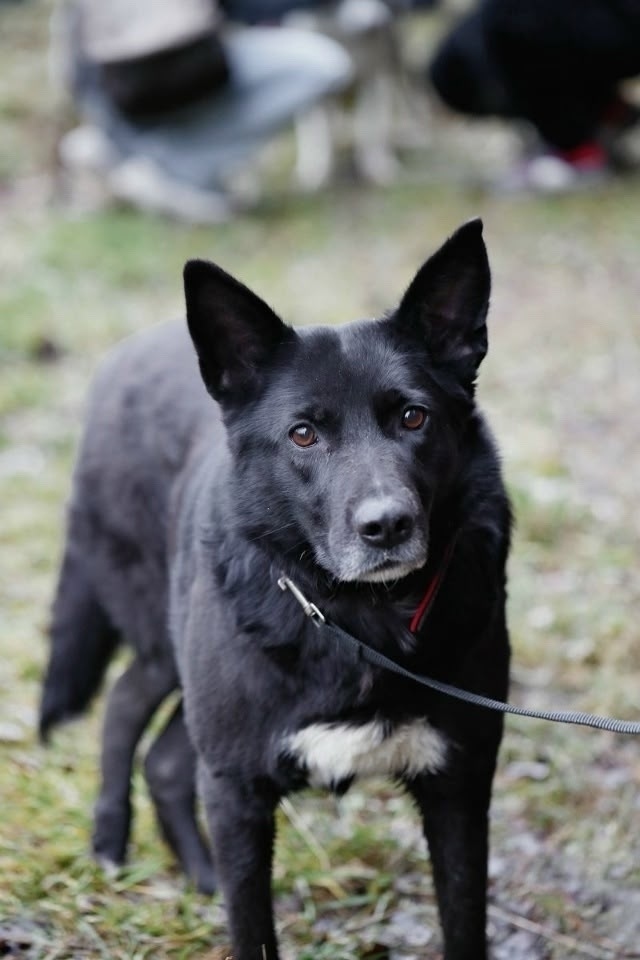 Найдена собака в Екатеринбурге — фото объявления