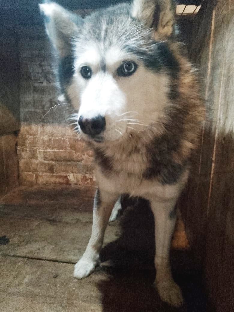 Пропала собака в Екатеринбурге — фото объявления