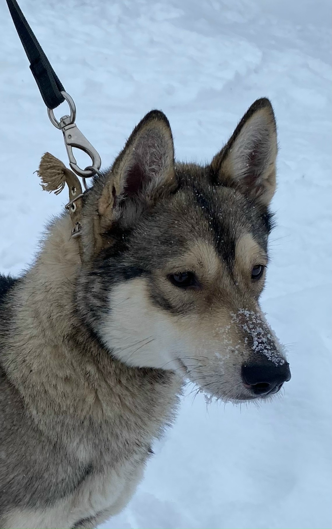 Найдена собака в Екатеринбурге — фото объявления