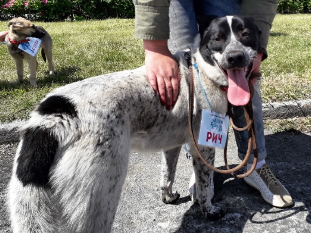 Пропала собака в Екатеринбурге — фото объявления