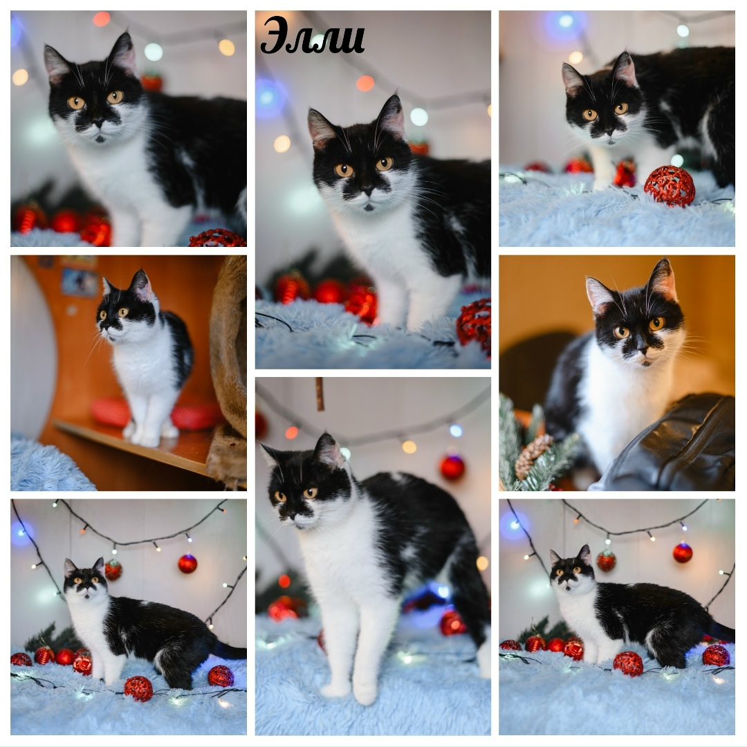 Найдена собака в Екатеринбурге — фото объявления