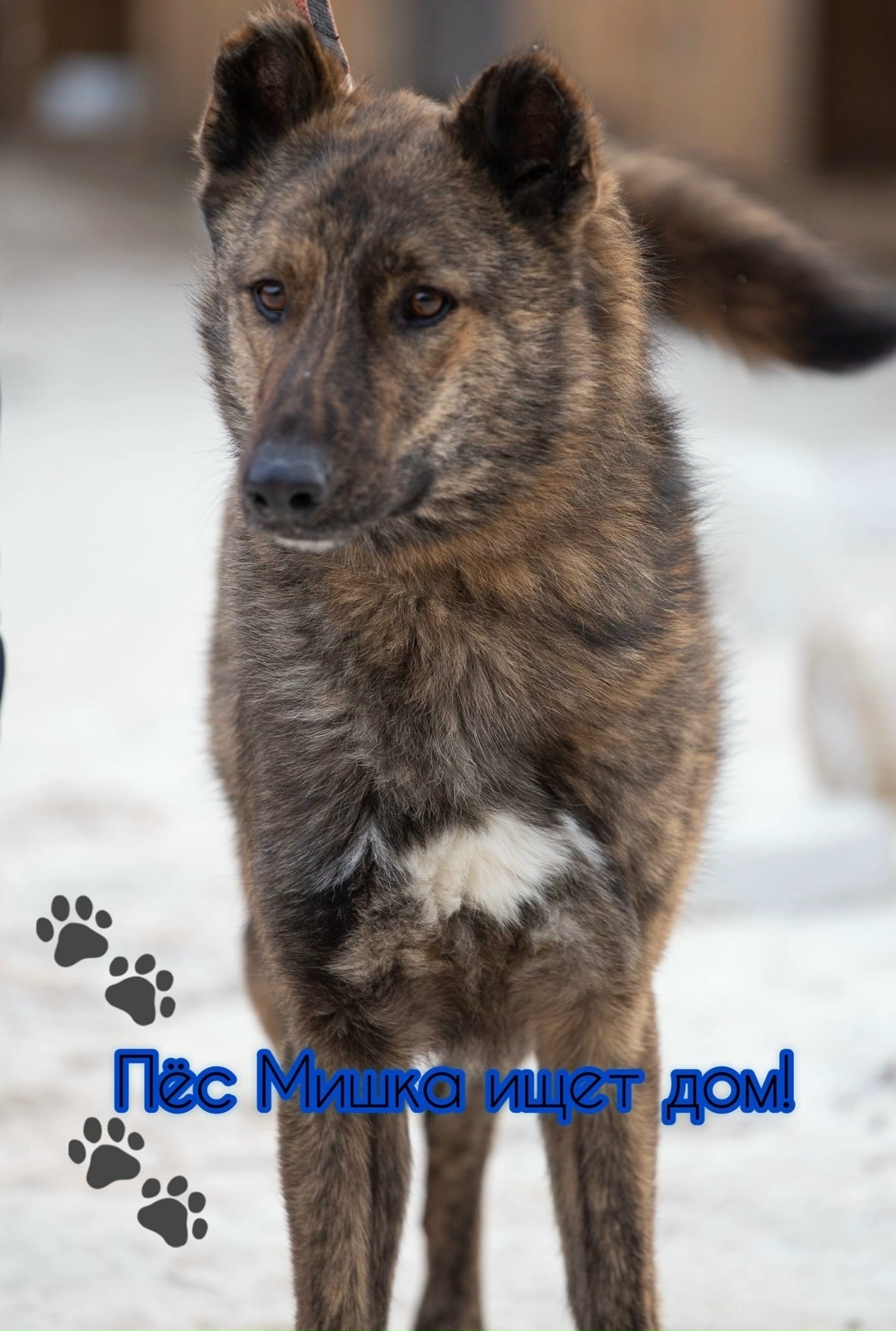 Найдена собака в Екатеринбурге — фото объявления