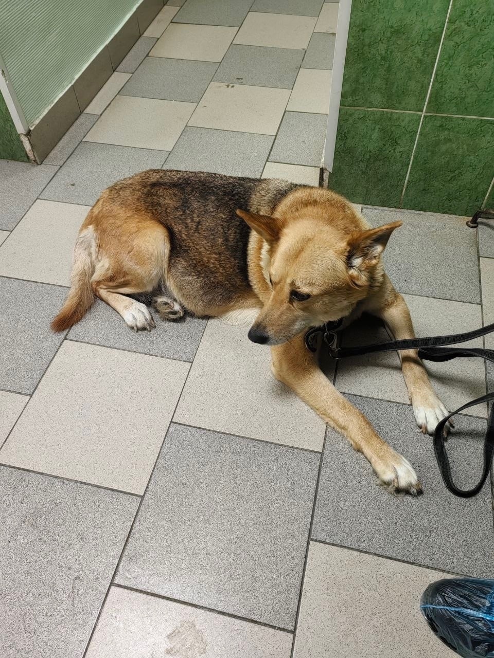 Найдена собака в Екатеринбурге — фото объявления