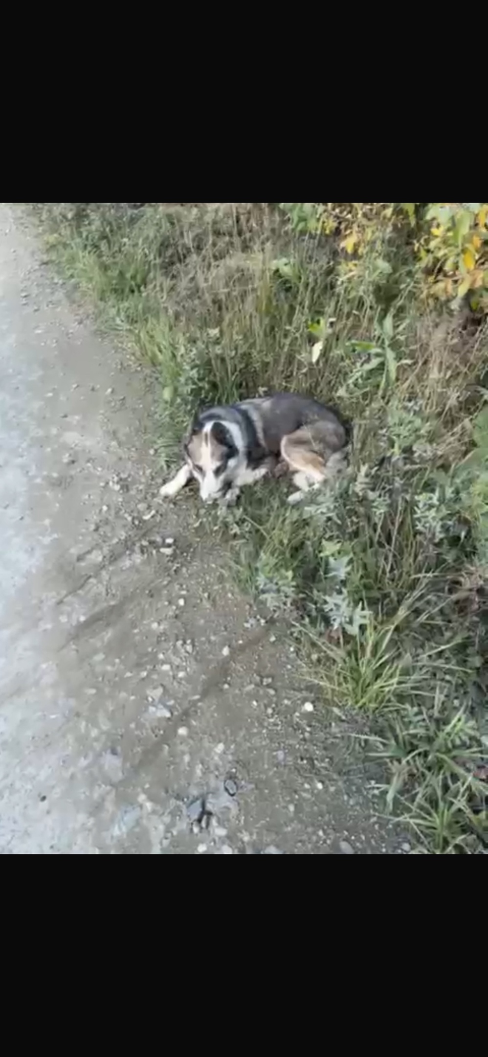 Пропала собака в Екатеринбурге — фото объявления