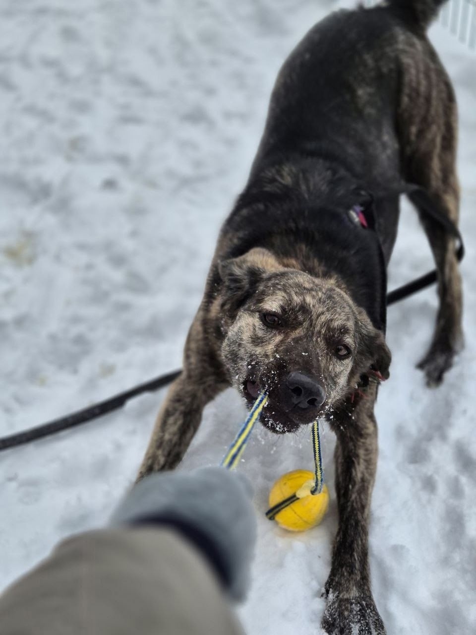 Найдена собака в Екатеринбурге — фото объявления