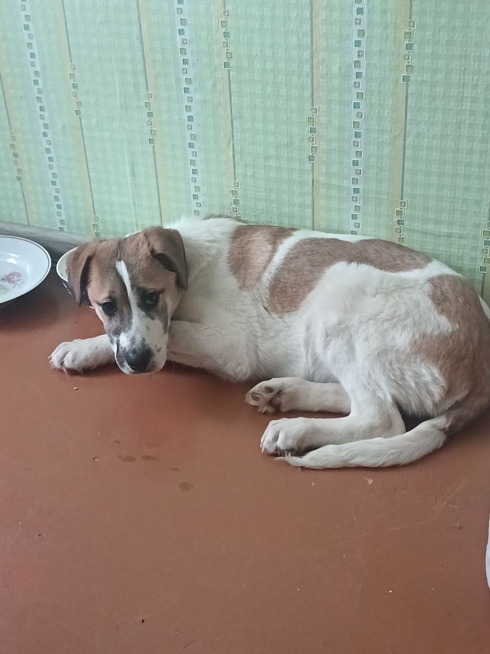 Найдена собака в Екатеринбурге — фото объявления