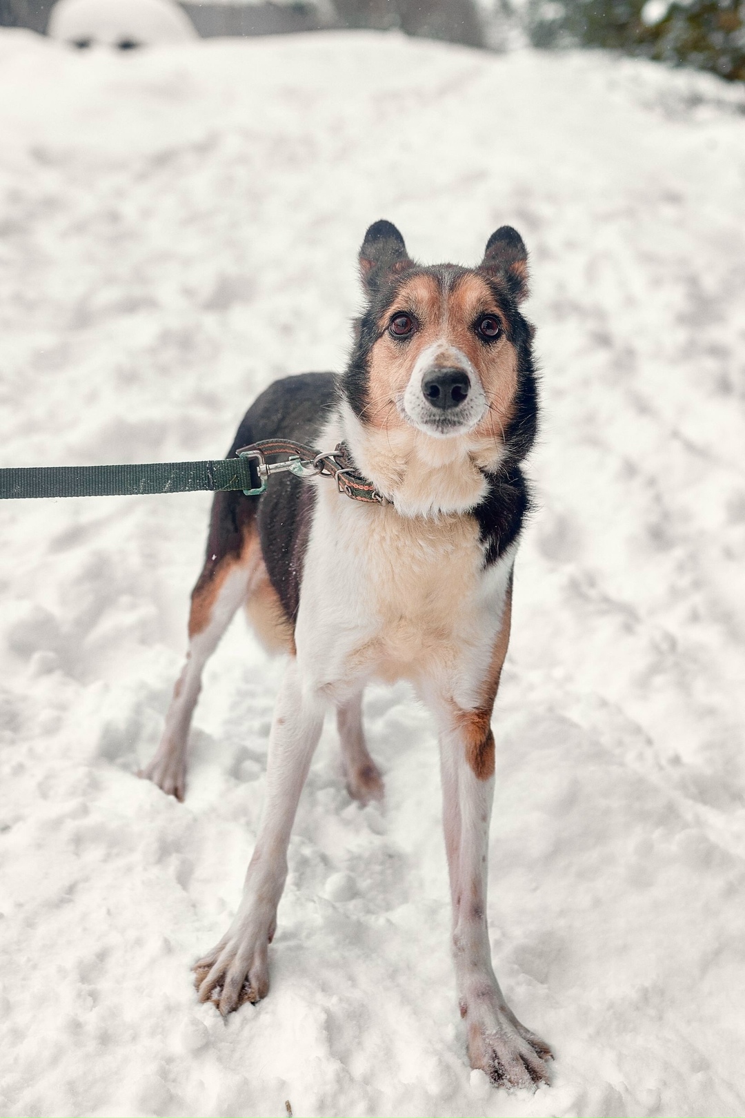 Найдена собака в Екатеринбурге — фото объявления