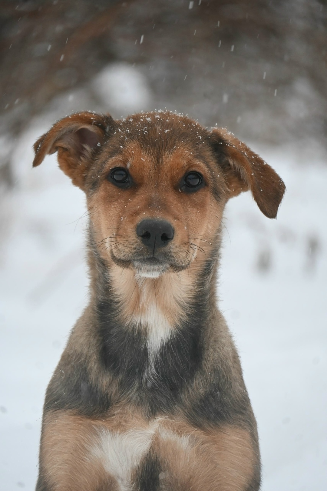 Найдена собака в Екатеринбурге — фото объявления