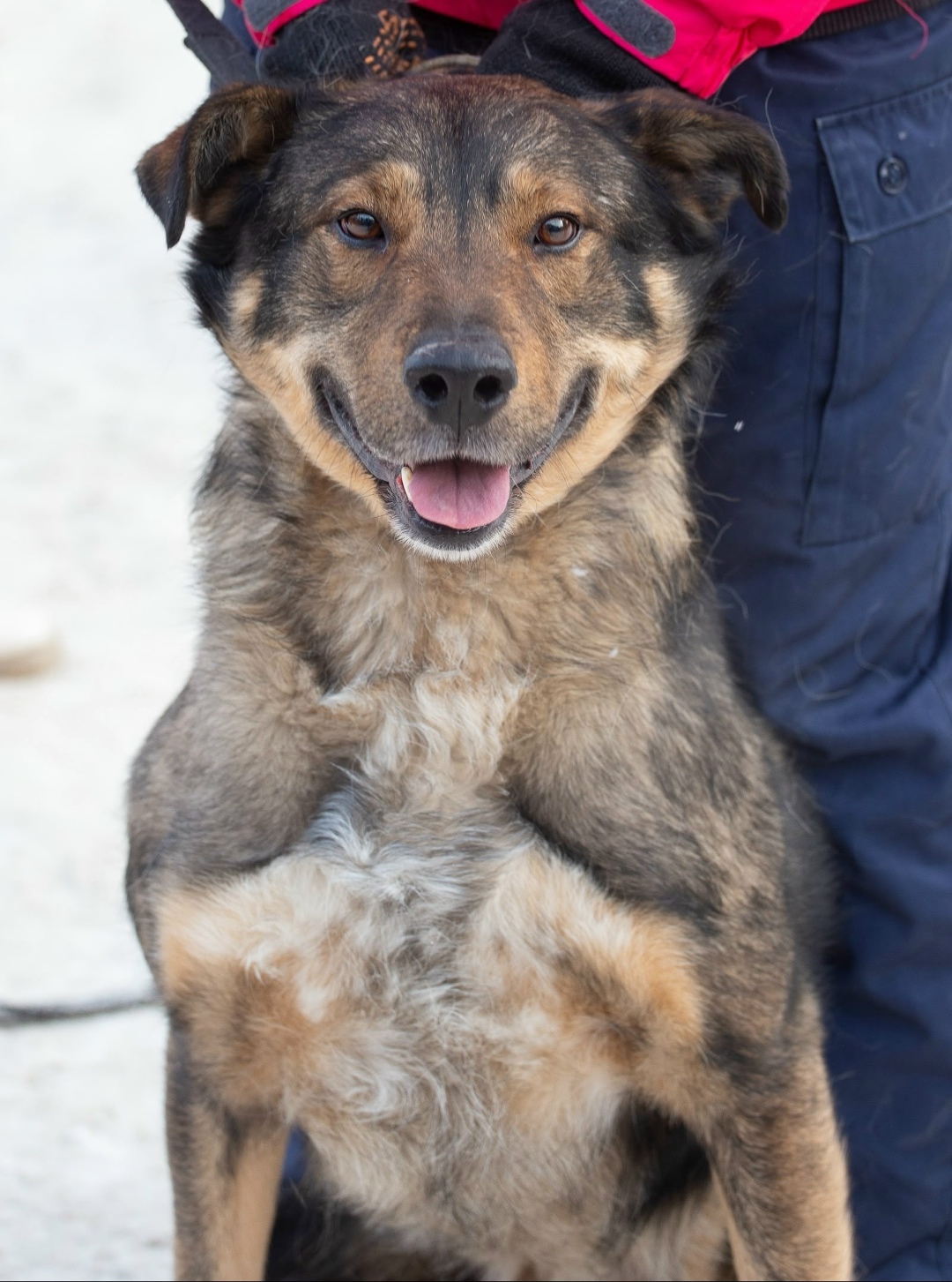 Найдена собака в Екатеринбурге — фото объявления