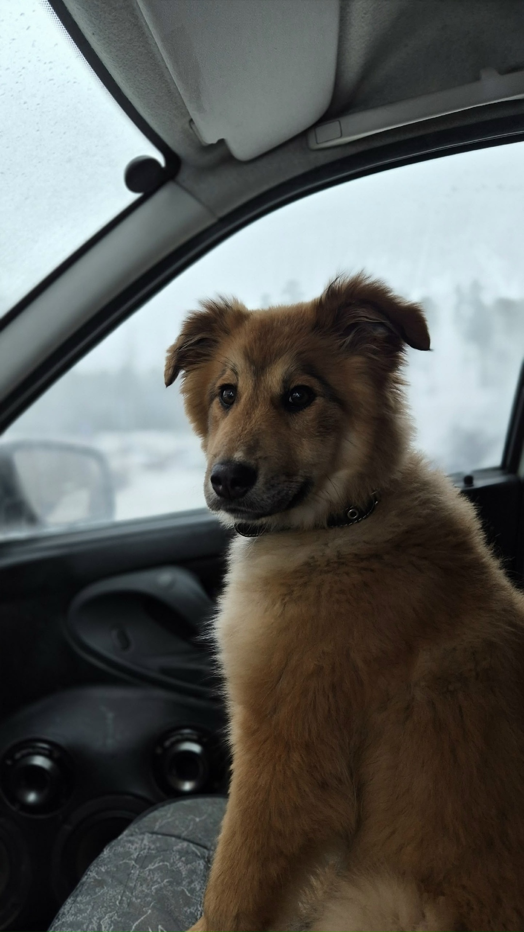 Найдена собака в Екатеринбурге — фото объявления