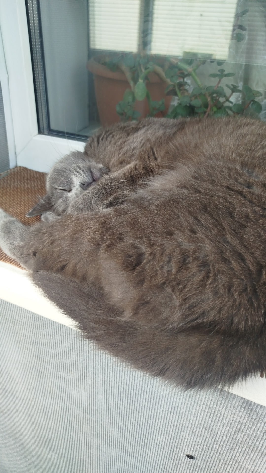 Пропала кошка в Екатеринбурге — фото объявления