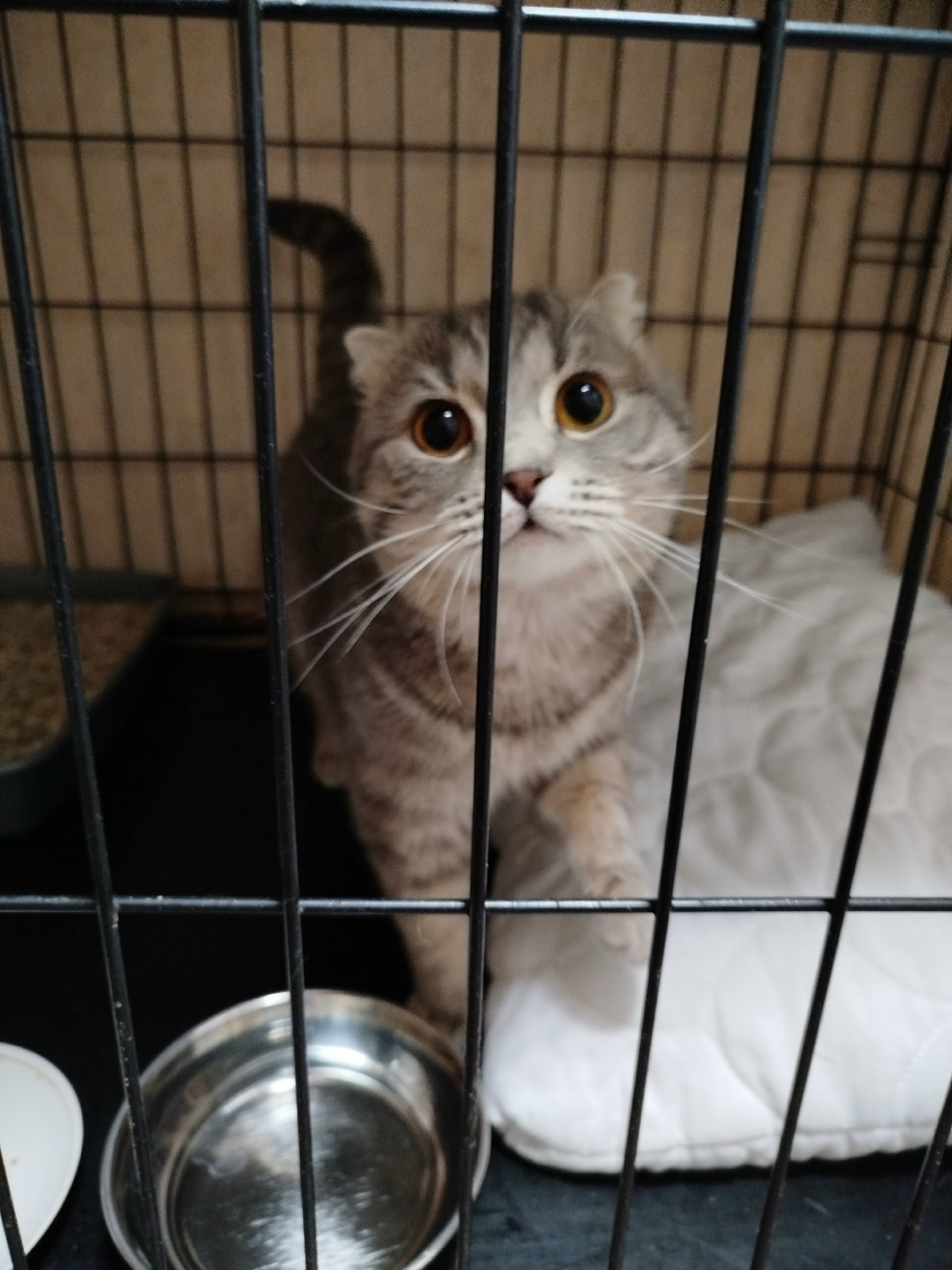 Найдена кошка в Екатеринбурге — фото объявления